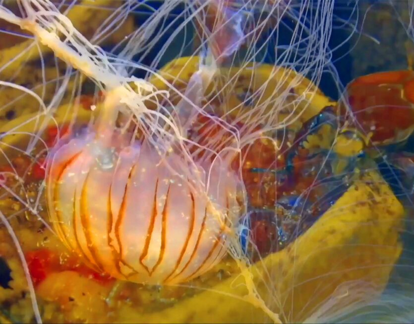 EAT-ME-ALIVE_3_image_Torsten-Zenas-Burns