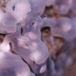 Radical Connections - Beyond a Symbiotic Sensation