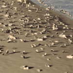 Veins of salt eyes of stone